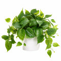 Planta Artificial Verde con Maceta Blanca para Decoración Interior